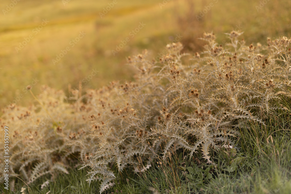 Autumn alpen valley with withered dry agrimony prickly bushes in golden beams of sunset sun, closeup, blur. Serenity outdoor meadow in wild nature background. Autumn alpen valley with withered dry agrimony prickly bushes in golden beams of sunset sun, closeup, blur. Serenity outdoor meadow in wild nature background.