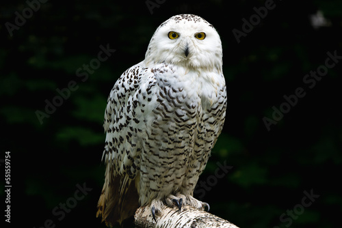 Close-up of a snowy owl on a rock