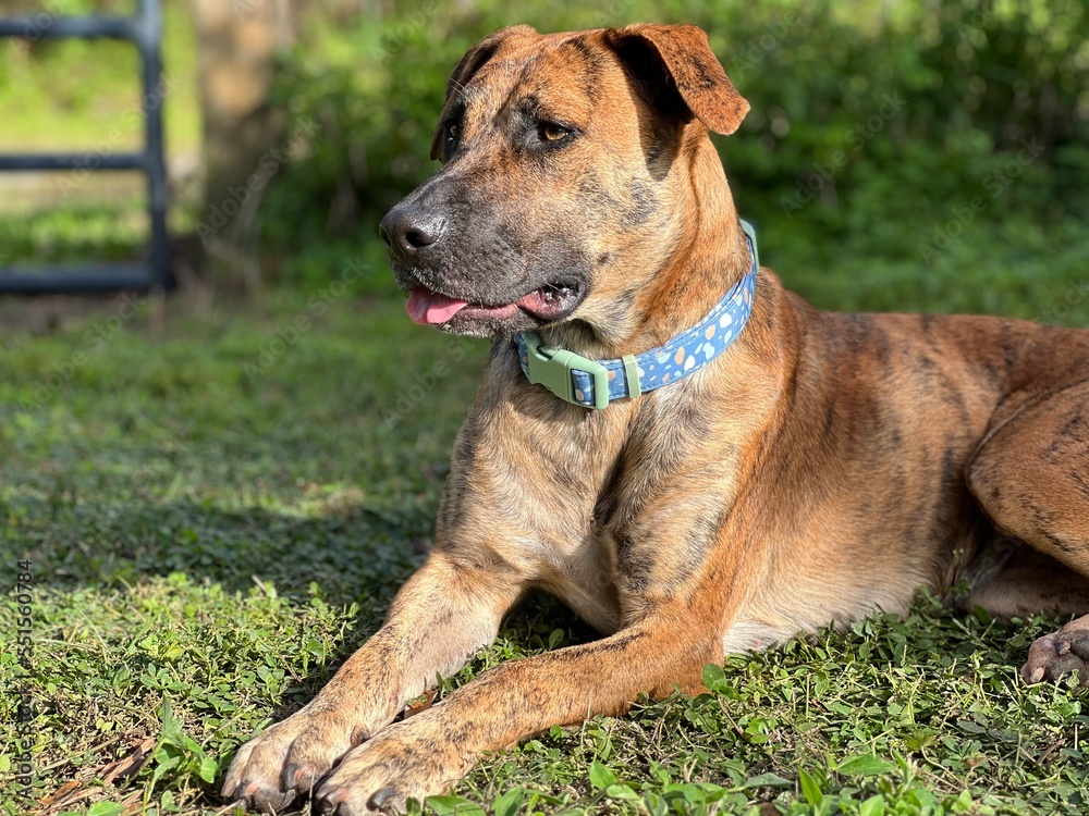 brindle dog sitting in grass