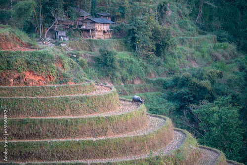 Water Buffalo Grazing on Rice Terrace, Ban Luoc Vietnam photo