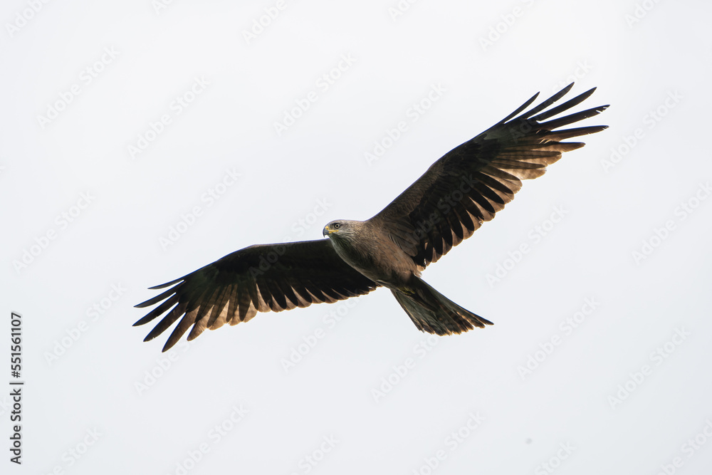 Fototapeta premium Black kite flying in front of a bright sky