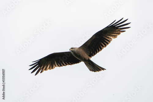 Black kite flying in front of a bright sky
