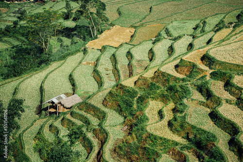 Rice Terraces in Ban Luoc Vietnam photo