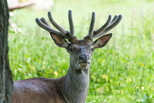 Fototapeta Naklejka Na Ścianę i Meble -  European red deer stag resting behind a tree