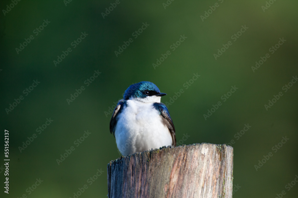 Obraz premium Tree swallow on fence post