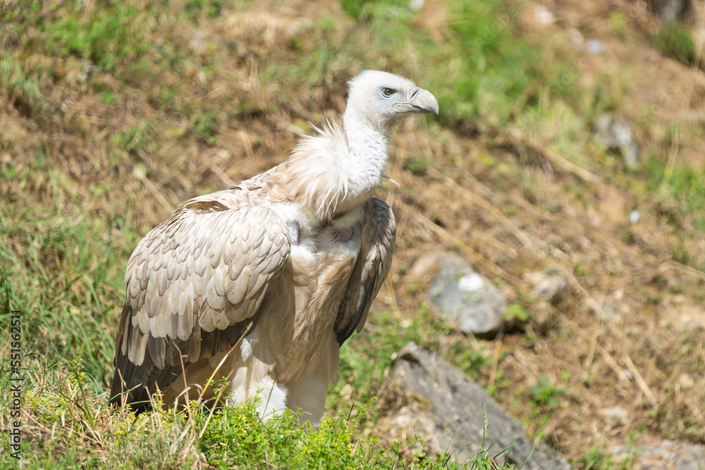 Close-up of a eurasian griffon vulture on a hill Close-up of a eurasian griffon vulture on a hill