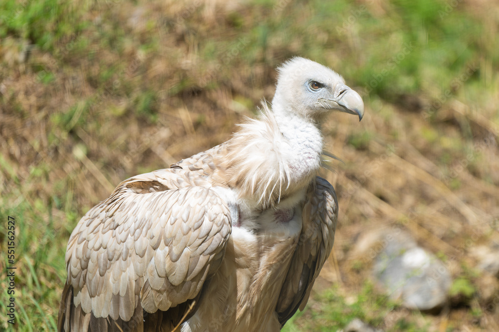 Close-up of a eurasian griffon vulture on a hill Close-up of a eurasian griffon vulture on a hill