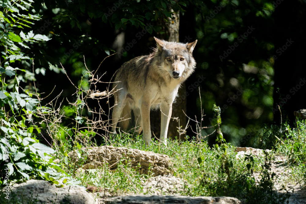 Fototapeta premium Grey timberwolf on the edge of a forest