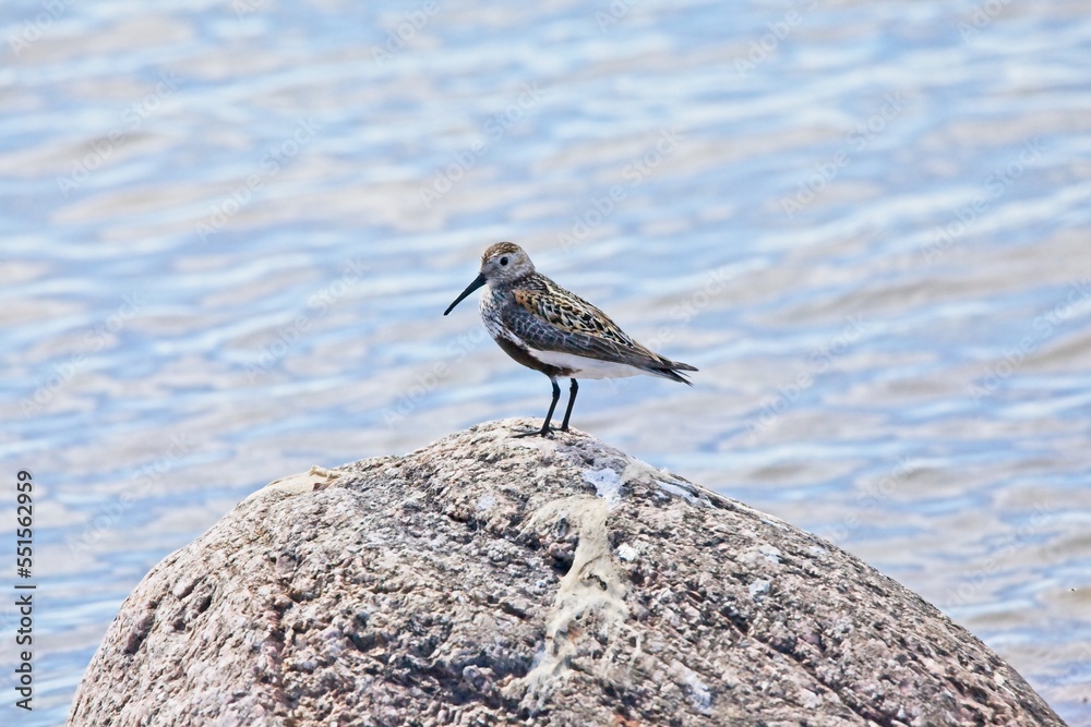 Obraz premium Closeup of dunlin standing on a rock on the seashore on the island of Torra Lövö, Espoo, Finland.