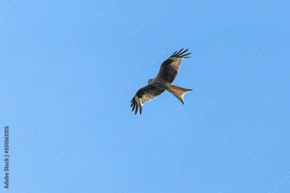 Obraz premium Red kite flying in front of a blue sky