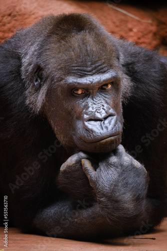 close up portrait of gorilla male © Jim Barris