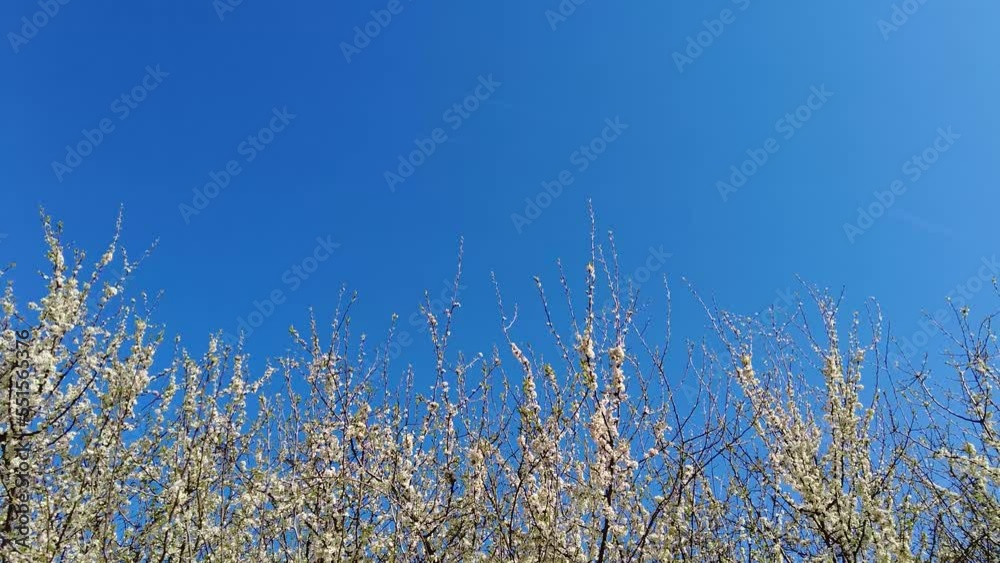 White Bush Hedge Spring | Flower White Blossom Brown Plant and Blue Sky