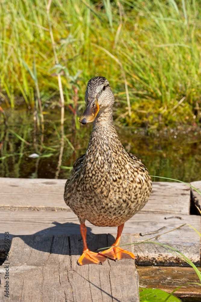 Closeup of mallard standing on wood plank at lake of Storträsk, Sipoonkorpi National Park , Finland. Closeup of mallard standing on wood plank at lake of Storträsk, Sipoonkorpi National Park , Finland.