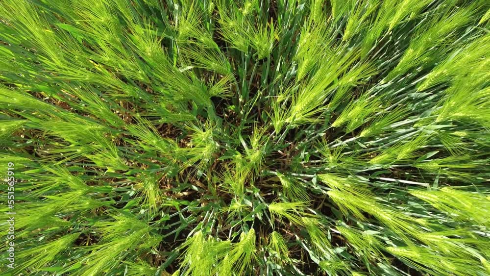 Grain Field | Green Barley Fields | Barley Grain Top view | Grain from Above