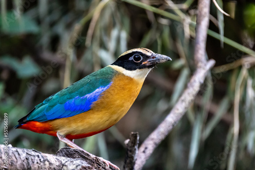 Stunning Beautiful Blue winged Pitta inhabitant in rainforest, migration bird in Thailand, Southeast Asia. © Supakit