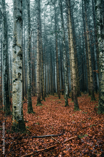 Wald, Nebel, Herbst, Winter, Bäume