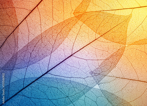 Colorful leaves background. Leaf texture. Macro shot.