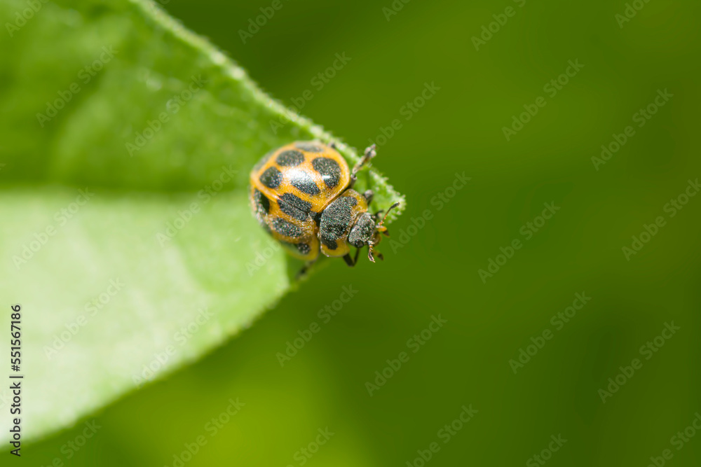 ladybird perche on a green leaf , in the garden ladybird perche on a green leaf , in the garden