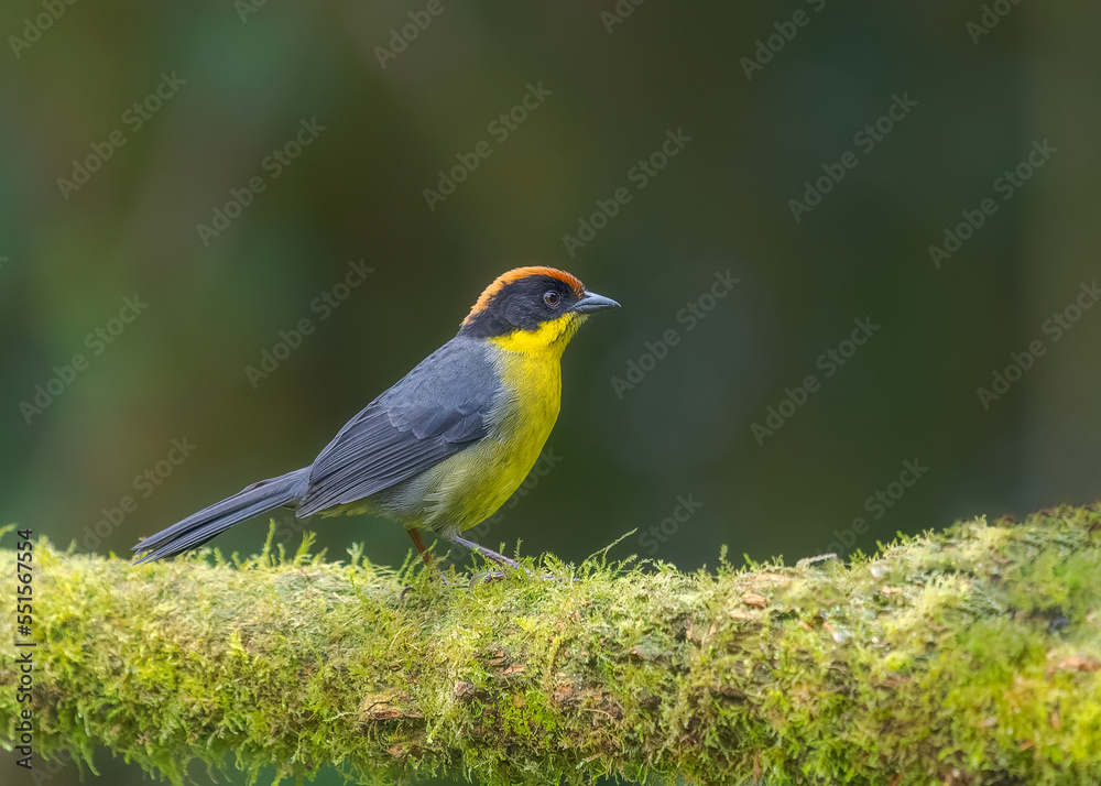 Yellow-breasted Brushfinch, passeriformes