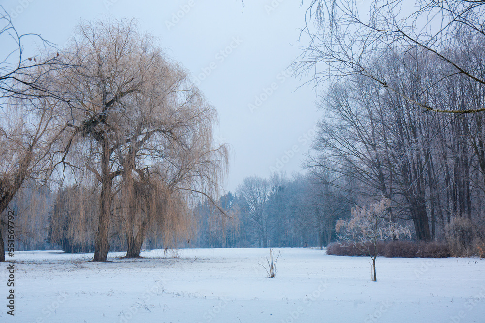 Fototapeta premium Snow-covered willows on a winter park