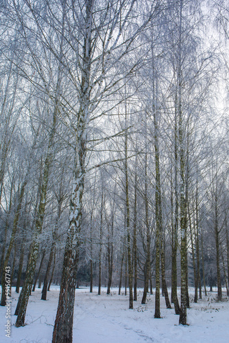 Winter snowy landscape with Birches