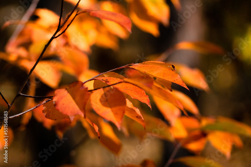 colorful autumn leaves on the tree