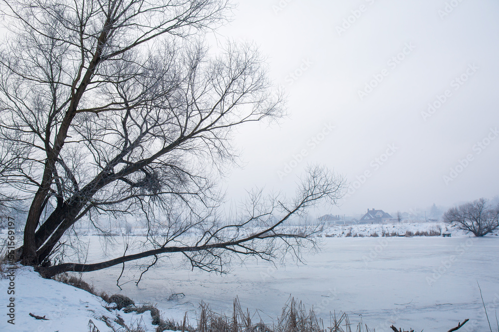 tree on the bank of a frozen river bent down tree on the bank of a frozen river bent down