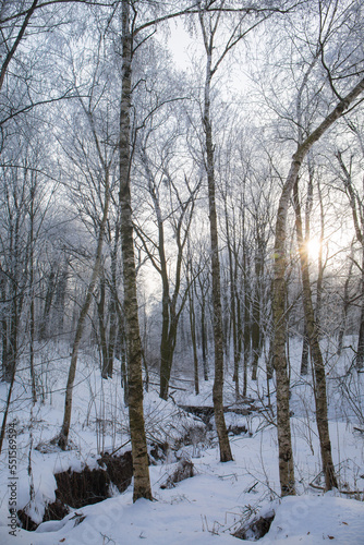winter forest on a sunny morning © Mallivan