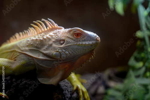 closeup yellow Iguana lying on a branch. Iguana is lizard reptile in the genus Iguana in the iguana family.