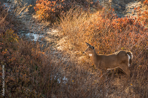 A white tail deer standing in profile along a game trail beside a busy highway in Halifax Nova Scotia. photo