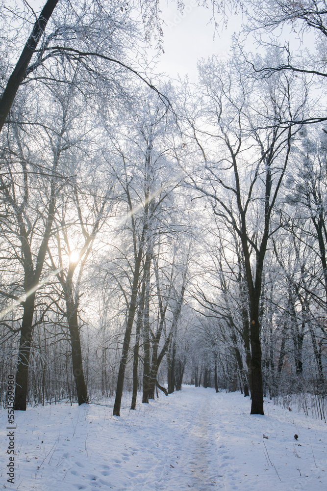 Sunny morning in a forest Sunny morning in a forest
