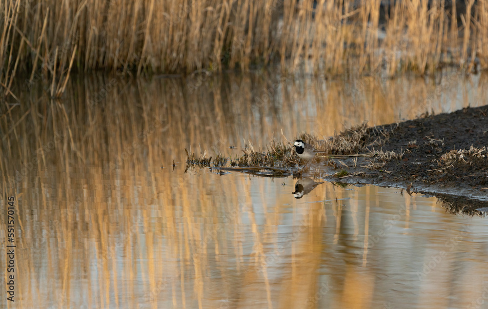 White wagtail with an extraordinary reflection in a lake White wagtail with an extraordinary reflection in a lake