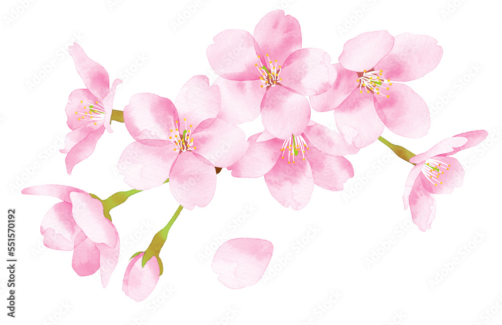 桜　水彩風イラスト　花の集まり大