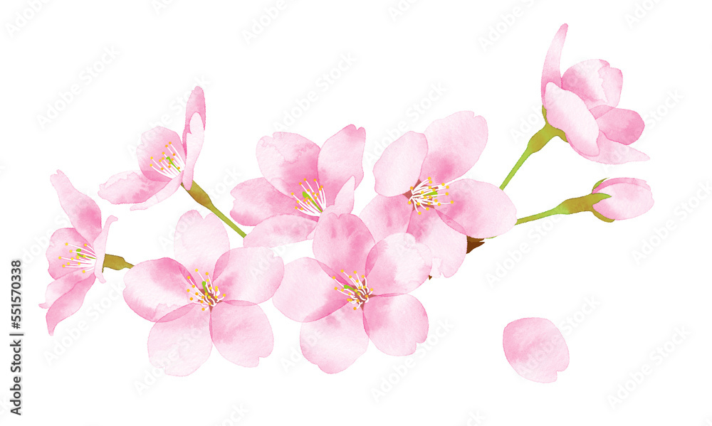 Naklejka premium 桜 水彩風イラスト 花の集まり大