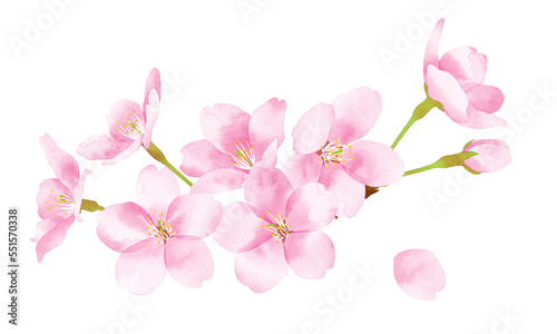 Fototapeta Naklejka Na Ścianę i Meble -  桜　水彩風イラスト　花の集まり大