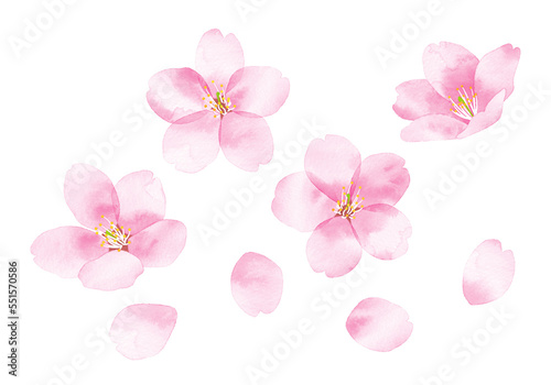 Fototapeta Naklejka Na Ścianę i Meble -  桜　水彩風イラスト　花と花びら