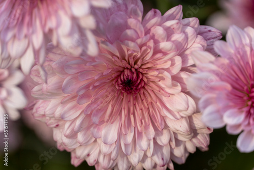detail of purple flowers out of focus background mexico