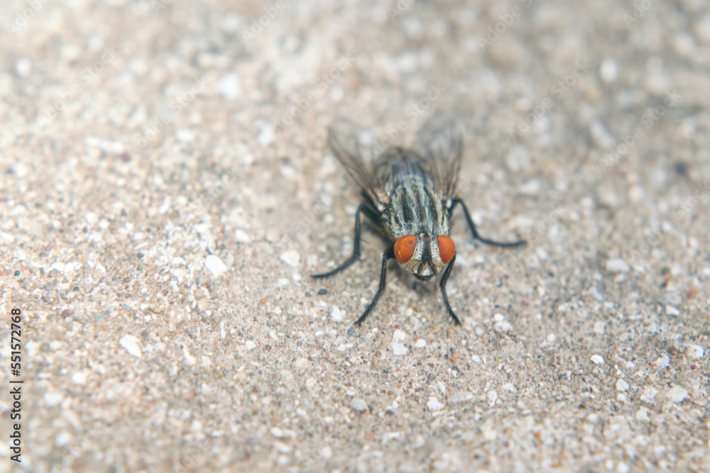 A fly perched on the floor A fly perched on the floor