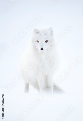 Arctic fox (Alopex lagopus) in winter pelage, camouflaged in snow. Svalbard, Norway, April 