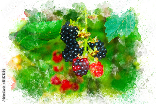 Natural blackberries grown in the forest, Organic fruit, cake decoration, paint effect