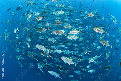 A school of adult Giant trevally (Caranx ignobilis) swimming near a coral reef. Red Sea photo