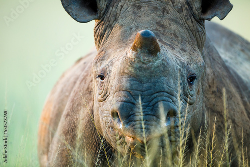 Black rhinoceros (Diceros bicornis) close-up, Itala Game Reserve, KwaZulu-Natal, South Africa. Critically endangered species. 