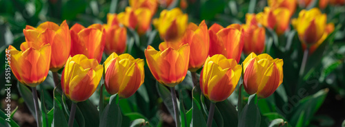 Large orange-yellow tulips in a flower bed.