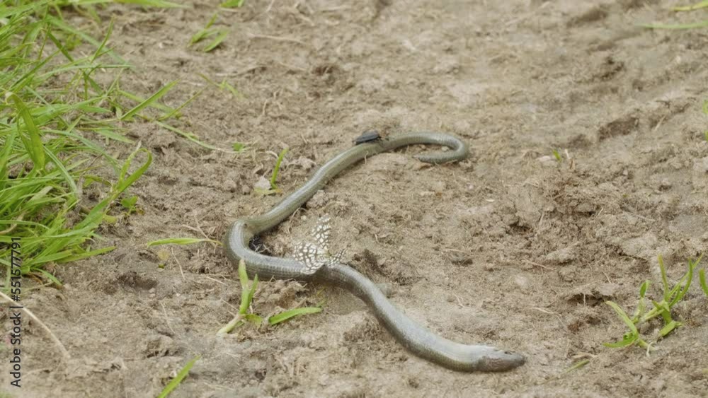Dry dead snake Anguis fragilis on the ground, summer daylight Dry dead snake Anguis fragilis on the ground, summer daylight