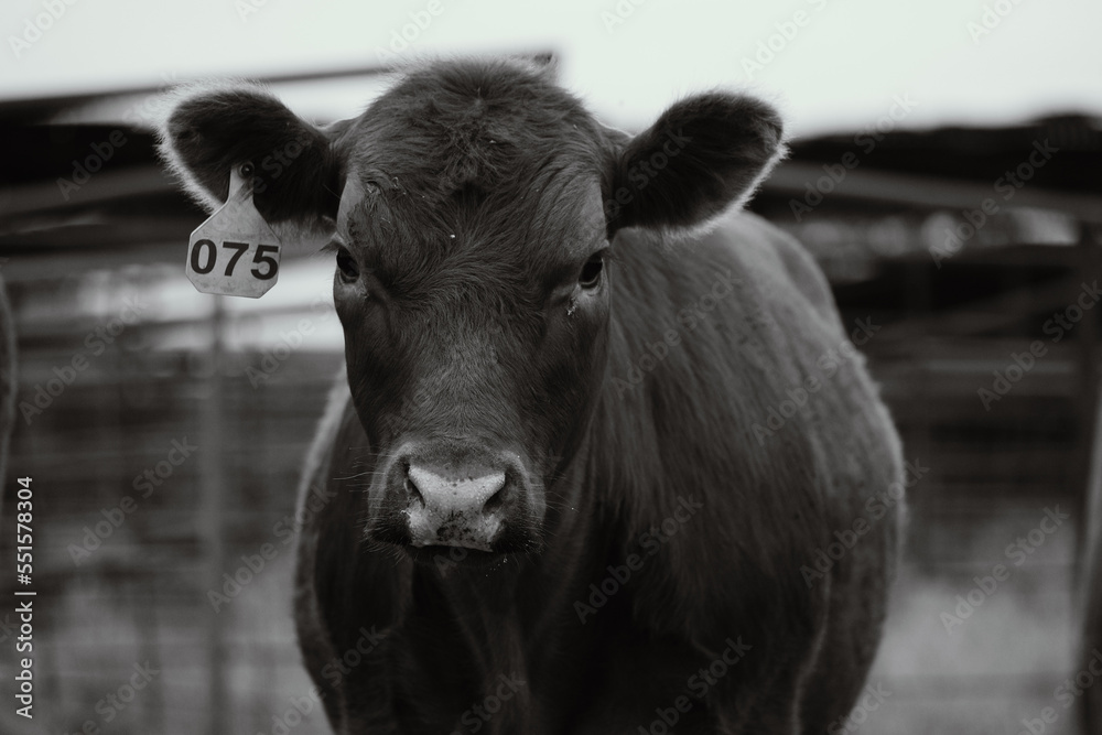 Red angus young cow with classic style black and white animal portrait for agriculture closeup.
