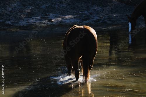 Sorrel horse with dark lighting standing in shallow pond water on farm.
