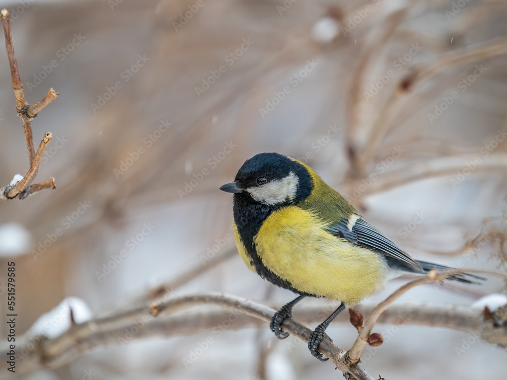 Obraz premium Cute bird Great tit, songbird sitting on a branch without leaves in the autumn or winter.