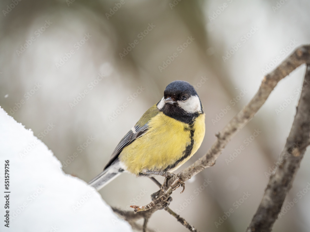 Obraz premium Cute bird Great tit, songbird sitting on a branch without leaves in the autumn or winter.
