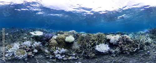 Coral bleaching panorama in Japan during a global bleaching even that shows effect of climate change