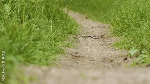 Dry dead snake Anguis fragilis on the ground, summer daylight photo